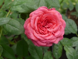 LOVE AFFAIR (miniature)